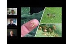 Integrated Pest Management of Vegetable Pests - A More Sustainable Approach (Webinar Recording) Video