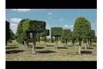 Urban Growth: Solitair Tree Nursery, Belgium Video