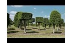 Urban Growth: Solitair Tree Nursery, Belgium Video