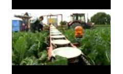 Some Cauliflower Machine Marc Verhoest Farm Equipment Video