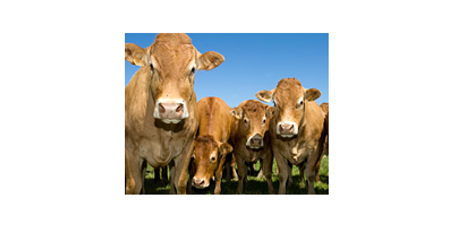 Plan-A-Head - Beef Herd Management Software Program, Beef Management System