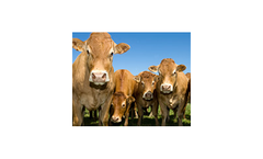 Plan-A-Head - Beef Herd Management Software Program, Beef Management System