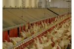 Wesstron - Breeding Chickens Parent Stocks