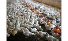 AgroMax - Duck Feeding System
