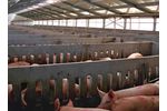 Sperotto - Pigs Sheds