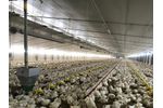Sperotto Astra - Rationed Feeding System for Broilers