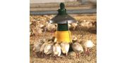 Pan Feeding System for Turkeys