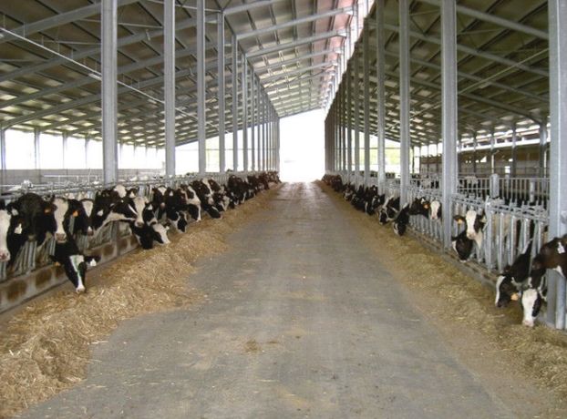 Sperotto - Cow Sheds