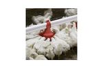 Poultry Pan Feeding Systems