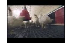 Vencomatic Classic Centerbelt Nest - Breeders Video