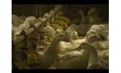 Vencomatic Group: Duck Nest Video