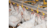 Poultry Drinking Systems