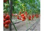 Neel-Agrotech - Turnkey Projects in Protected Agriculture & Hydroponics Services