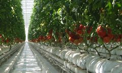 Fogging Technology for Greenhouse Humidification and Cooling Solutions