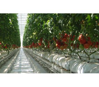 Fogging Technology for Greenhouse Humidification and Cooling Solutions - Agriculture - Horticulture