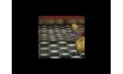 Square-Screened Potato Sizer Video