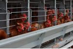 Hellmann - Enrichable Cage System for Egg Production
