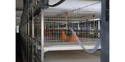 Broiler Cage System with Drawer