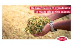 Reduce the risk of mycotoxins in maize silage this season