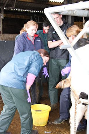 Transferring and Implanting Bovine Embryos Course