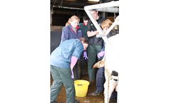 Transferring and Implanting Bovine Embryos Course
