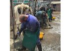Professional Cattle Foot Trimming