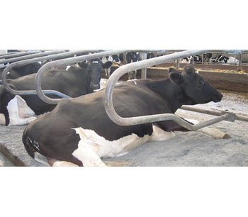 Cattle Bedding