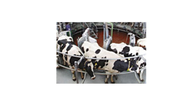 Rotary Milking Systems