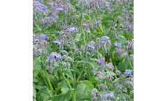 Borage Plant