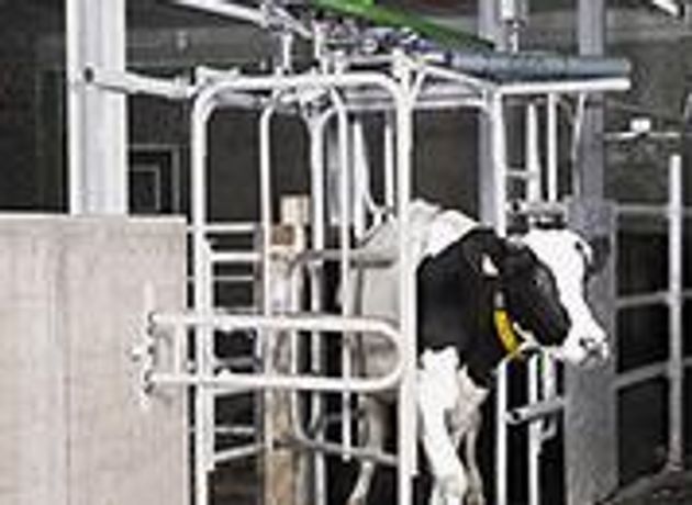 GEA Farm - Model AutoSelect 5000 - Dairy Cow Sorting Gates