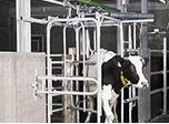 Dairy Cow Sorting Gates