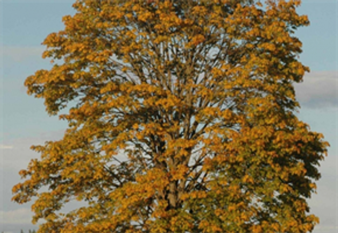 Acer Macrophyllum - Bigleaf Maple