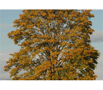 Acer Macrophyllum - Bigleaf Maple