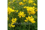 Model WFS330 - Wild Flower Seed Birdsfoot Trefoil