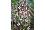 Calanthe Discolor (Discolor Hardy Calanthe Orchid)