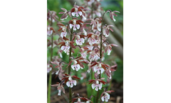 Calanthe Discolor (Discolor Hardy Calanthe Orchid)