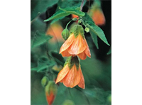 Abutilon 'Bartley Schwarz' (Bartley Schwarz Flowering Maple)