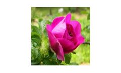 Model 2 Litre Pot Pallet Deal of 50 - Rosa Rugosa (Rugosa Rose)