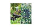 Aronia Berry Plants