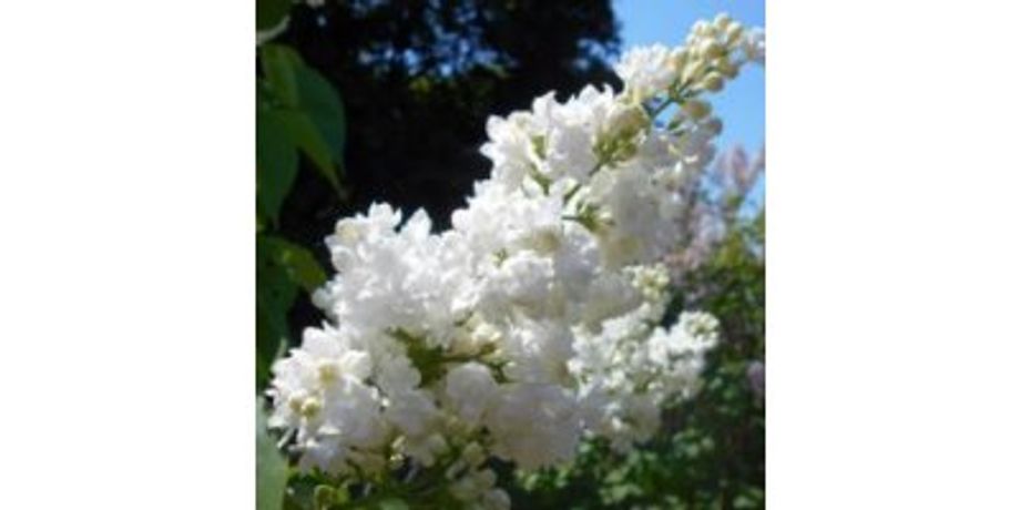 Lilacs Plant
