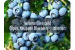 Blueberry Cultivation - Dipen Neupane - Video