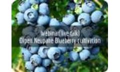 Blueberry Cultivation - Dipen Neupane - Video