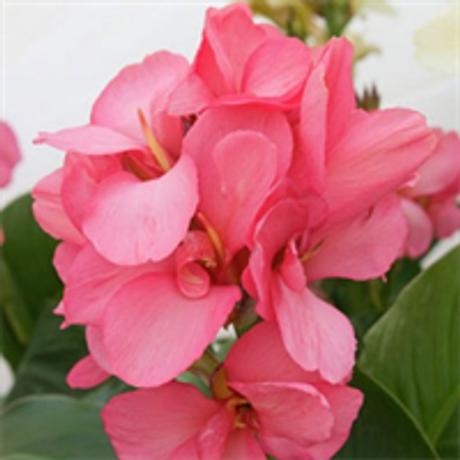 Model Elite Series - Large Flowering Canna Lily Pink Magic