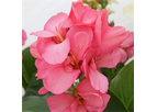 Model Elite Series - Large Flowering Canna Lily Pink Magic