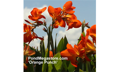 Dwarf Orange Punch (Canna Orange Punch)