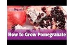 How to Grow Pomegranate Video