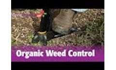 Organic Weed Control - Mulch, Corn Gluten Meal, Flamers and Morek Video