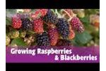 Growing Raspberries and Blackberries Video