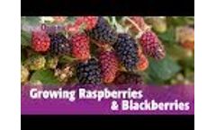 Growing Raspberries and Blackberries Video