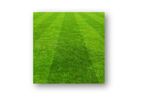 Principles of Turfgrass Management Certificate